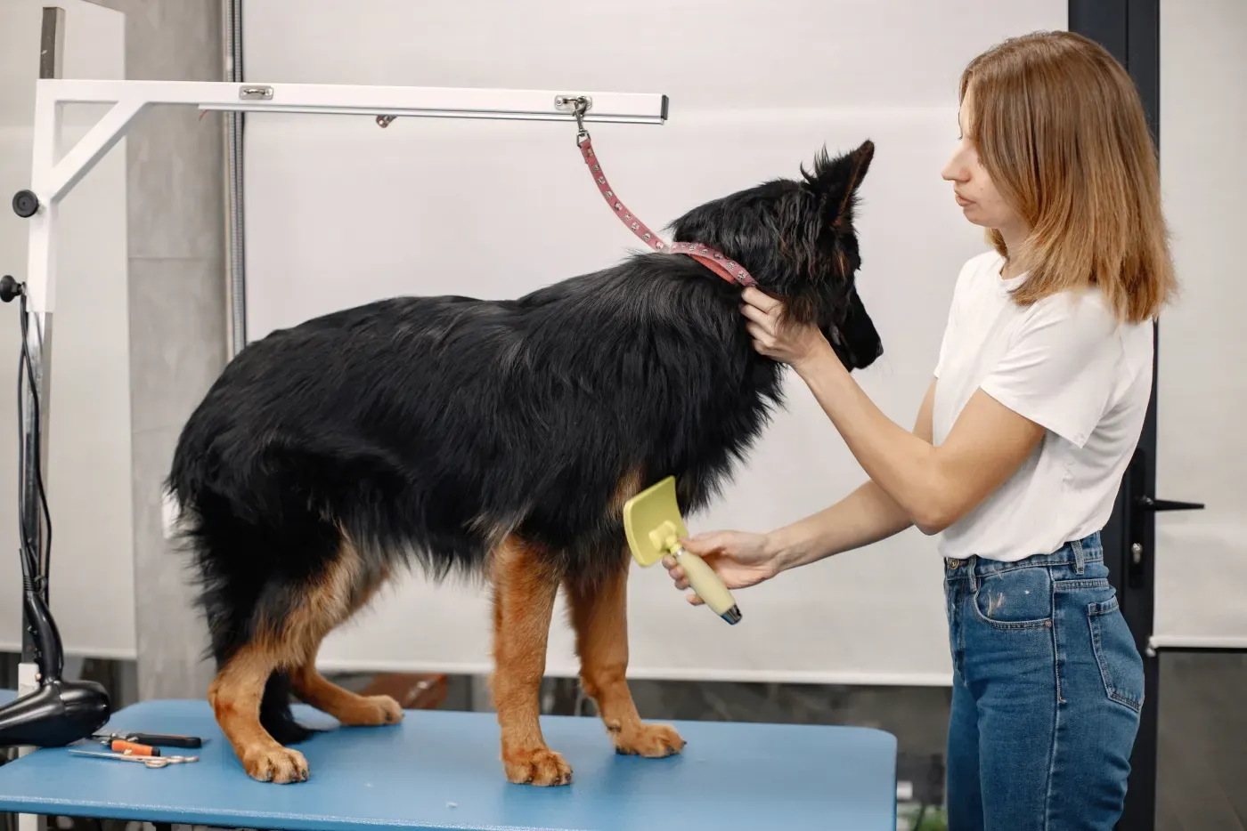 Professional groomer combing a dog on the grooming table